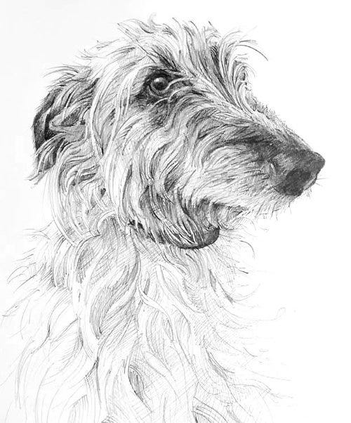 Graphite pencil dog portrait
