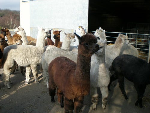 Alpaca Alpaca