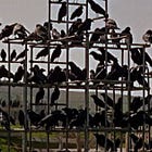 Trump Administration Just *Determined* To Be Unprepared For Bird Flu Pandemic