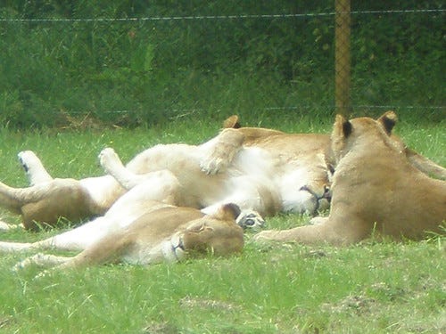 longleat 104 longleat 104