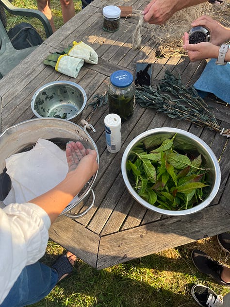 1-2. Exploring a quick extraction of indigotin pigment from indigo plant leaf onto wool fabric, with flax fibre on the table; Liza Mackenzie and Nick Evans stand in the Indigo Garden.