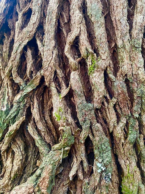 Picture of a tall tree trunk taken from below, of the same trunk's foot in the forest floor and of the tree's bark, which looks like entwined roots.