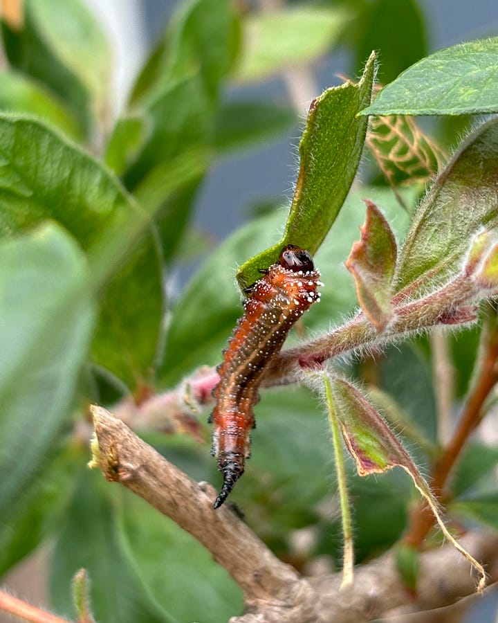 Sawfly larvae Australian native garden