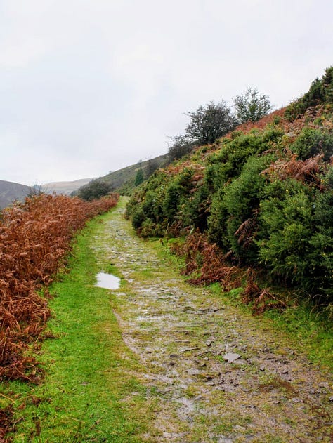 Dartmoor lane, Welsh hillside, pine forest path