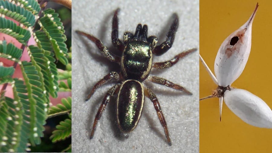 composite of three images: small whitish Beltian bodies adhering to the tips of Acacia pinnules, a large central spider, and two thorns, one with a hole in it. composite of three images: small whitish Beltian bodies adhering to the tips of Acacia pinnules, a large central spider, and two thorns, one with a hole in it.