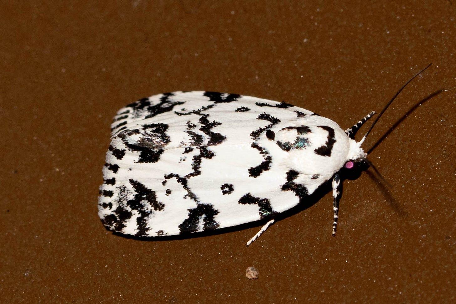 A white moth with many black markings on the wings - lines and angles and squiggles