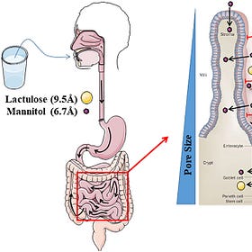 Leaky Gut caused by Endotoxin in Jabs