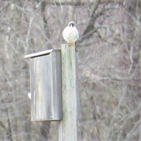 Interview with Ben Nickley (Berkshire Bird Observatory): A Huge Collaborative Effort to Help the Local American Kestrel Population
