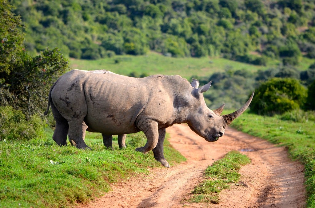 Rhino crossing Rhino crossing