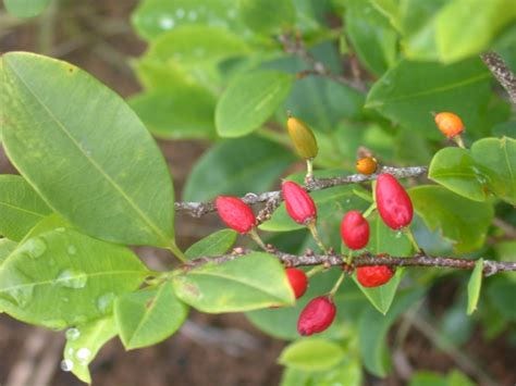 Erythroxylum coca (Coca plant)