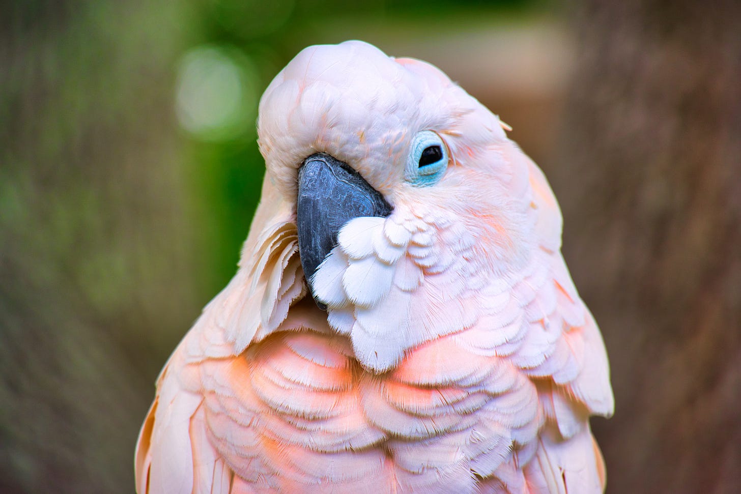 A pink-toned cockatoo parrot with sleepy eyes and puffy cheek feathers A pink-toned cockatoo parrot with sleepy eyes and puffy cheek feathers