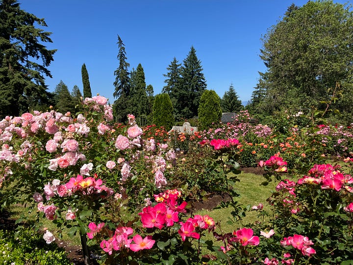 American Rose Social Miniature Rose Test Garden, roses