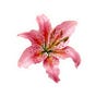 Izza Morin's avatar