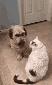 Cat Hits Dog GIFs | Tenor