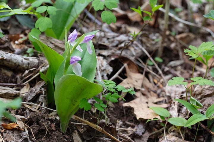 Four photos of showy orchis in bloom, the hood different shades of purple. Most are pale blue-purple, but one is pink-purple. Some photos are facing the orchid, some are in profile, and one is an overhead view.