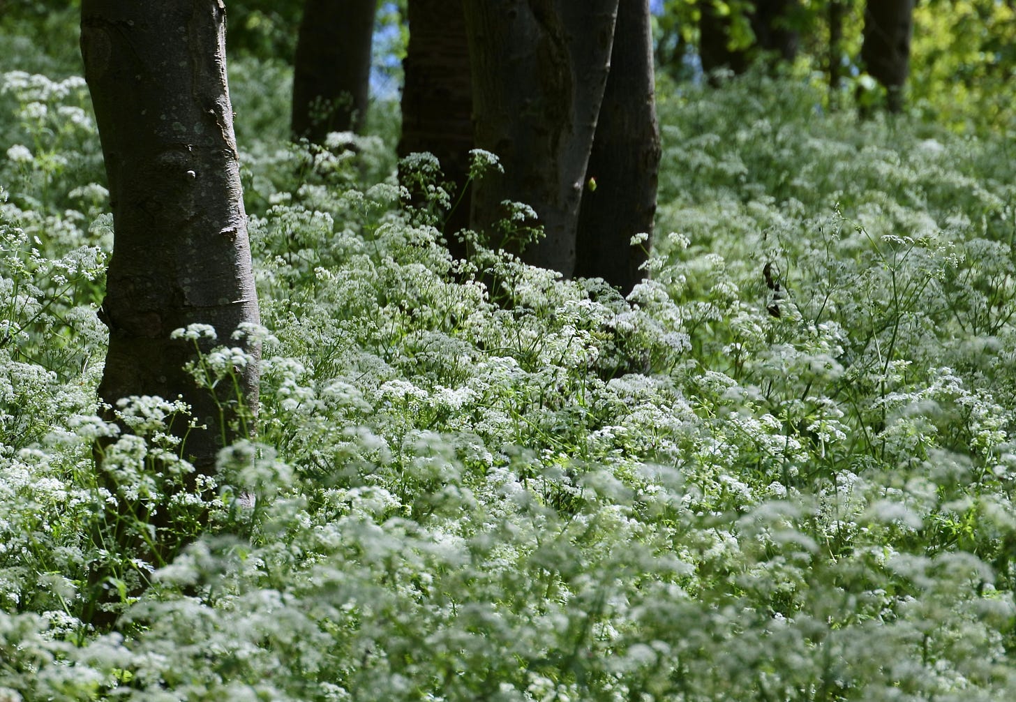 Cow Parsley