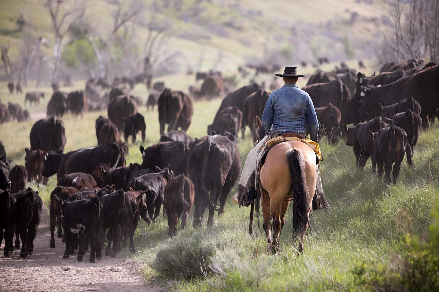Cattle Drives: The Epic Journey that Shaped the American West | Swan Land  Company