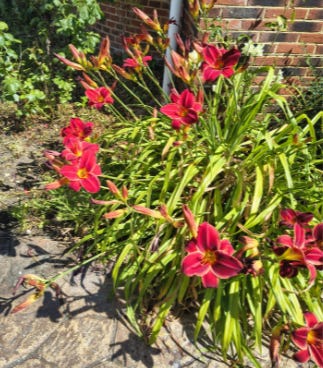 July: Between Flower and Harvest