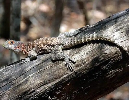 Picture of a cuvier's madagascar swift (Oplurus cuvieri)