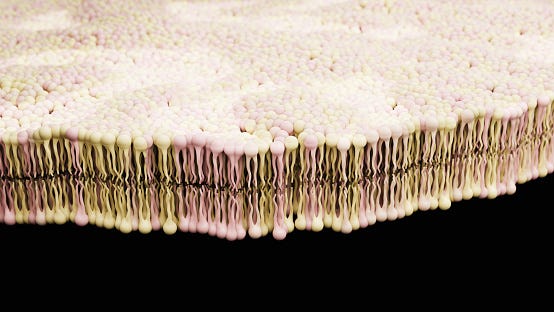 Bilayer Lipid Membrane