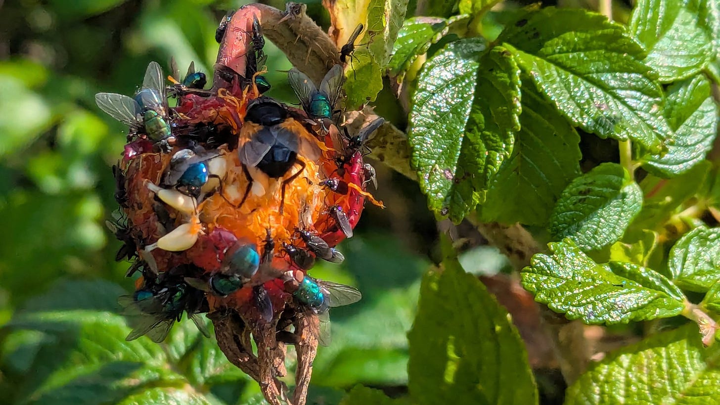 Flies on a Japanese rosehip