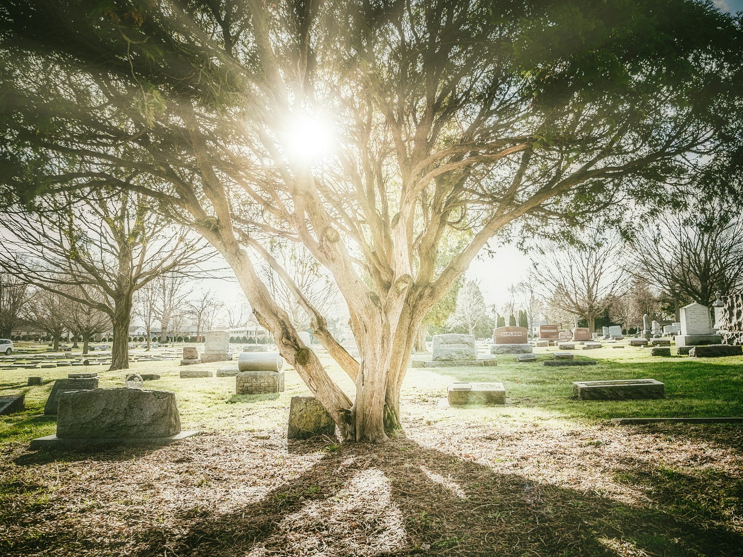 sun peering through a tree standing in a cemetery sun peering through a tree standing in a cemetery
