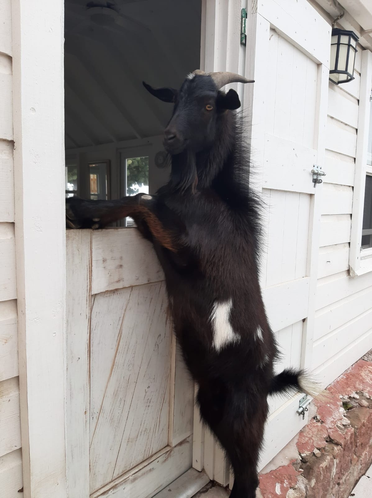 Moo Baah at the cottage doorway