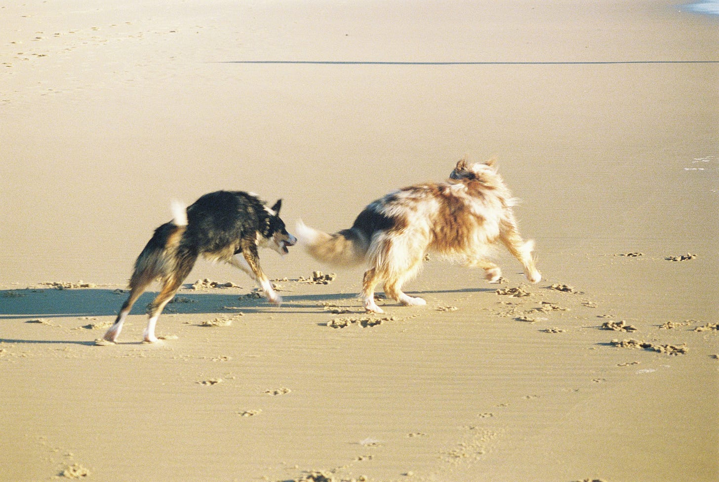 Two dogs playing on the beach, leaping and snapping on the wet sand