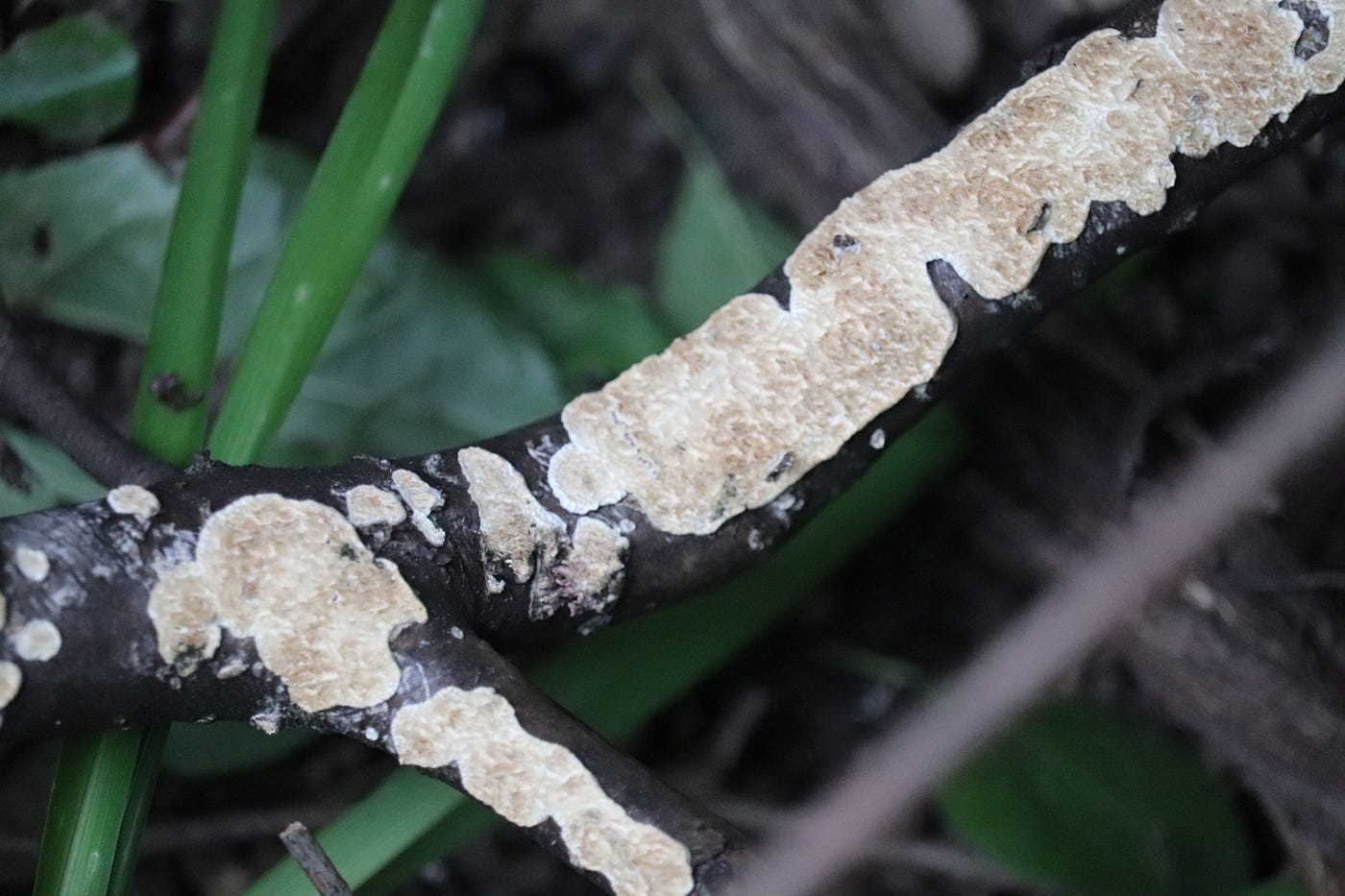 Crust fungi snacking on some dead wood Crust fungi snacking on some dead wood