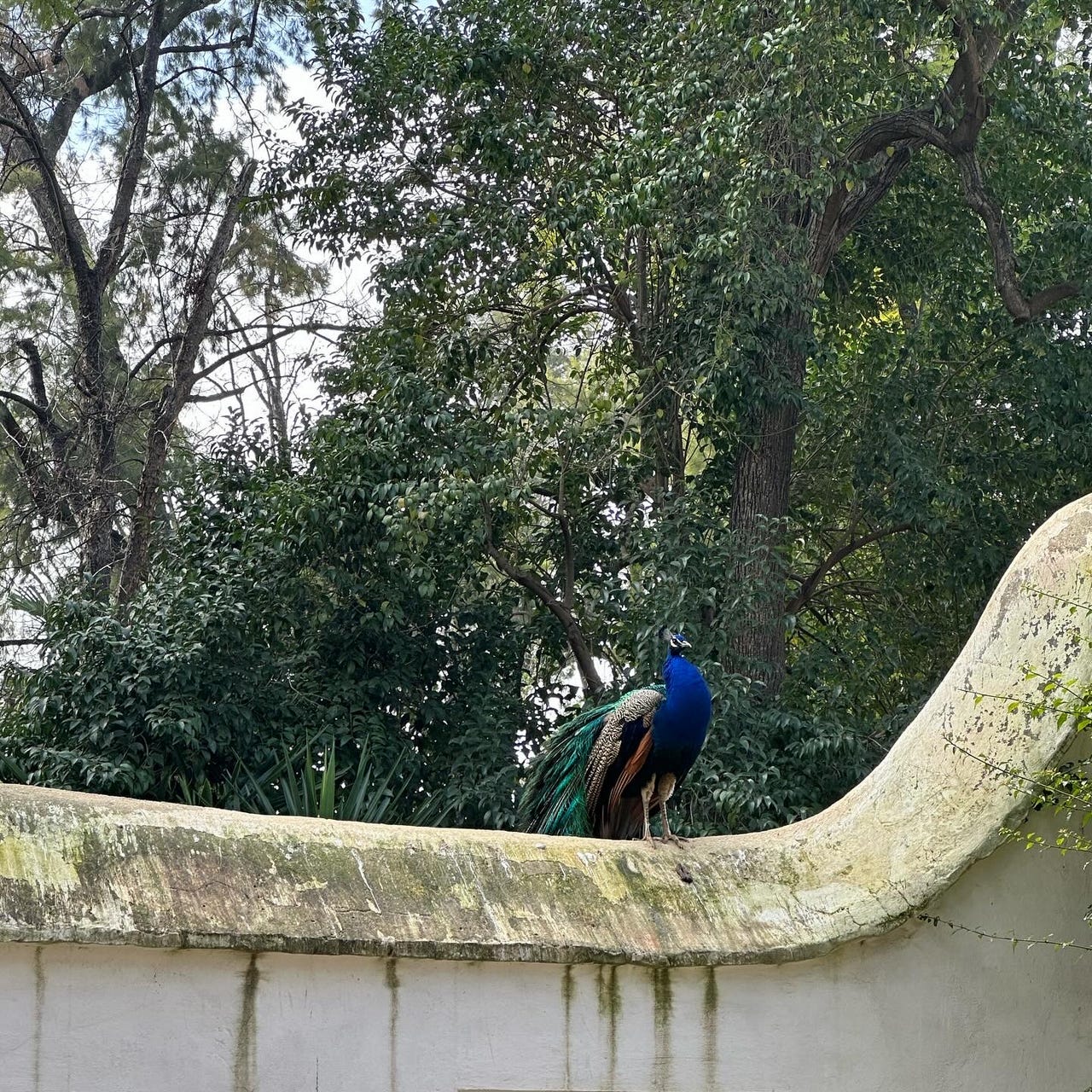 Strange Bird Reviews