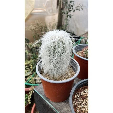 Cephalocereus senilis / Cactus viejito Tamaño XS (20cm - 30cm) Maceta ...
