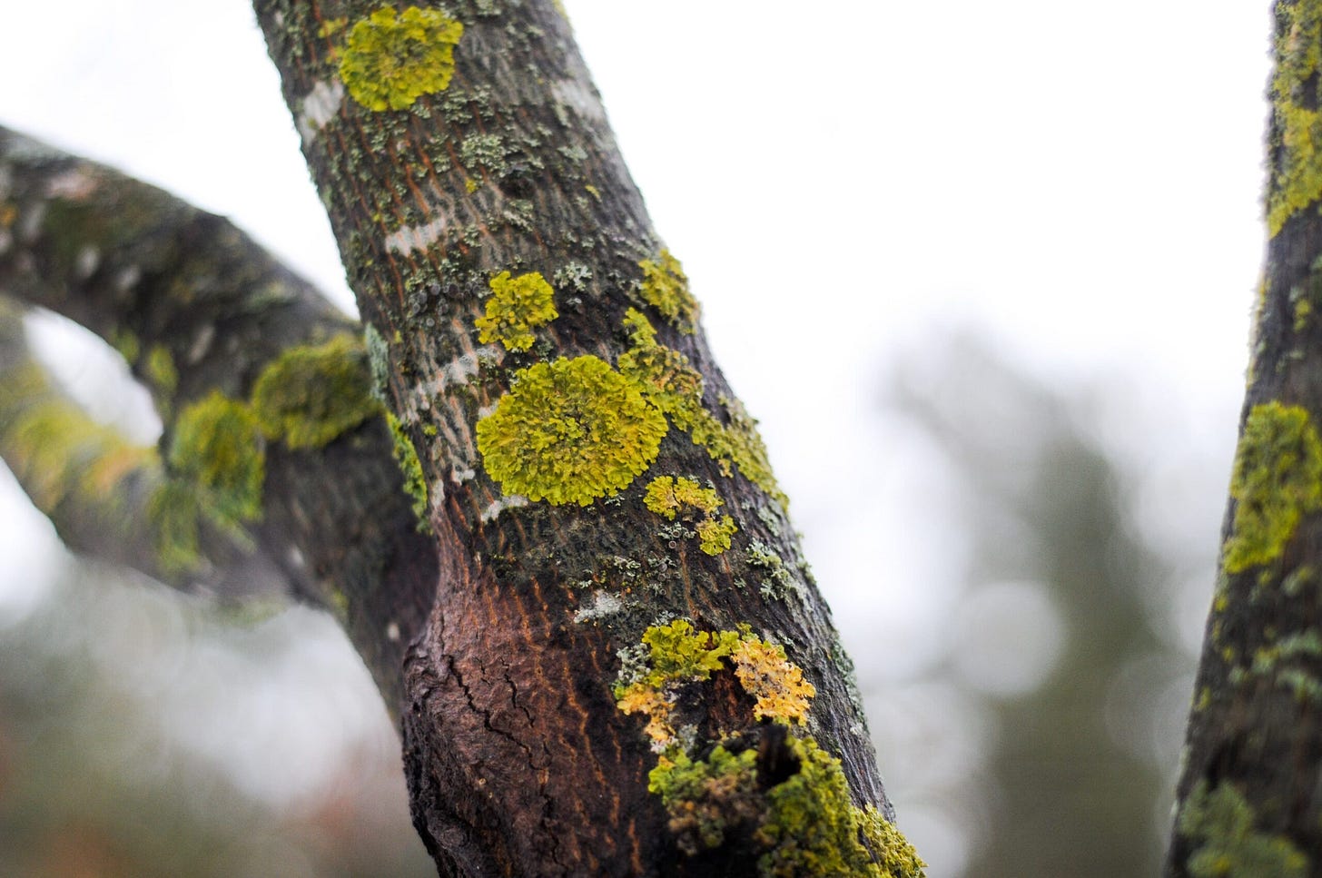 Sick Trees Sparse Foliage - Arborist USA