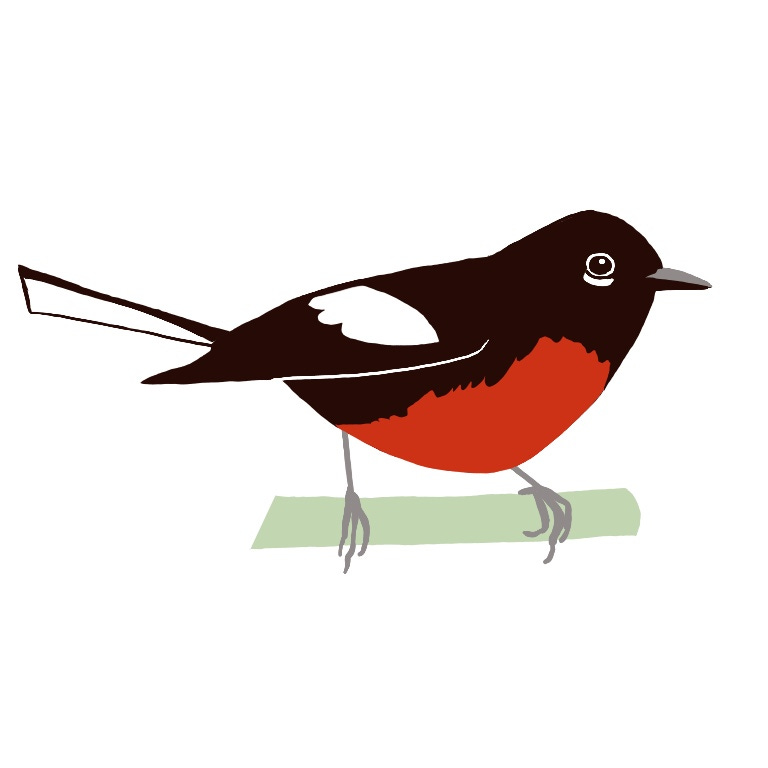 The Painted Redstart