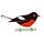 The Painted Redstart