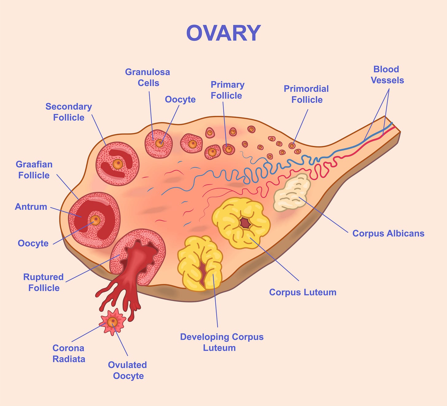 Showing the development of a follicle from primordial to primary to secondary to Graafian (dominant), ovulation and formation of the corpus luteum Showing the development of a follicle from primordial to primary to secondary to Graafian (dominant), ovulation and formation of the corpus luteum