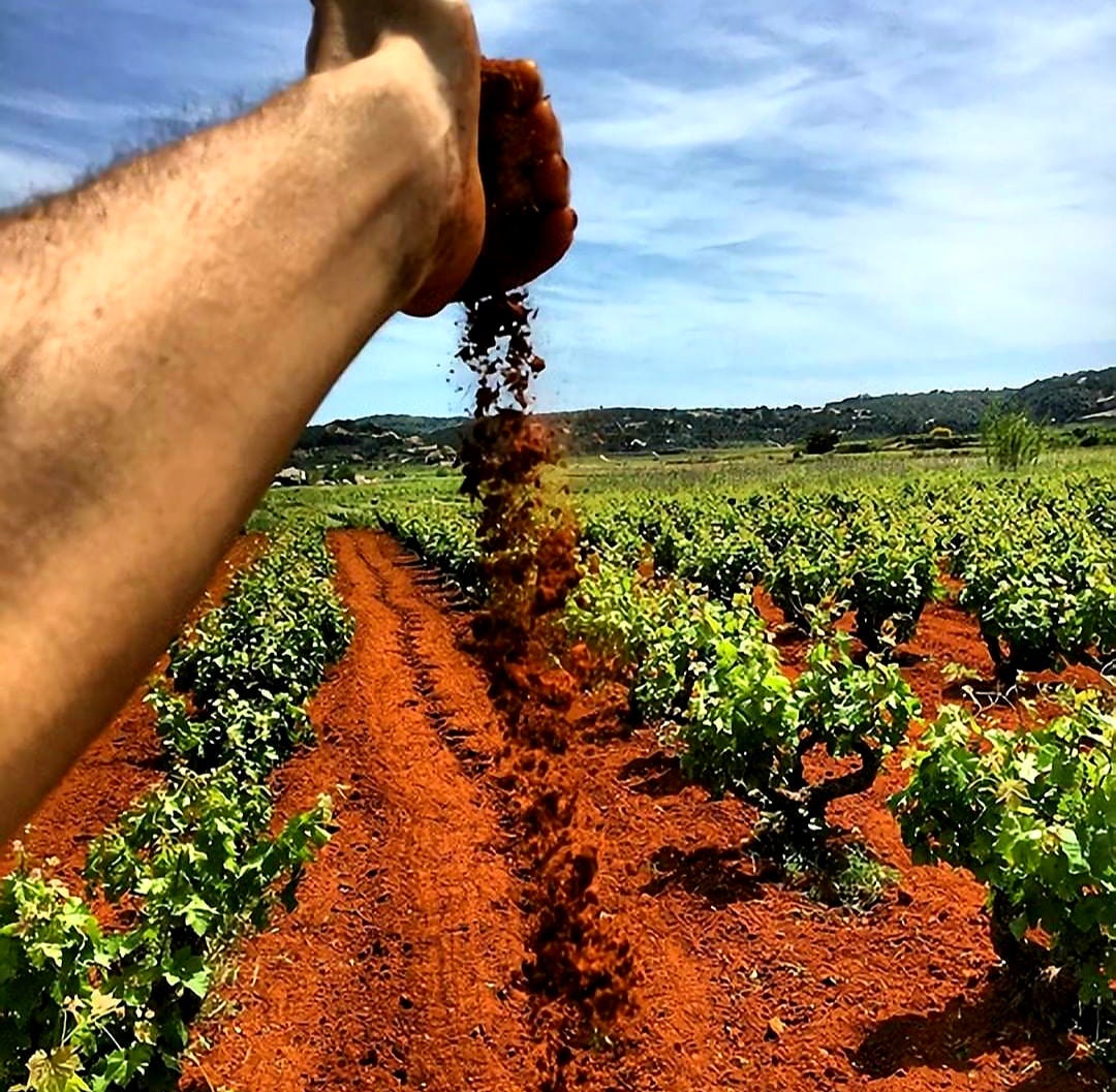 Fondillón: a brief history | The Wolf Post Wine Magazine
