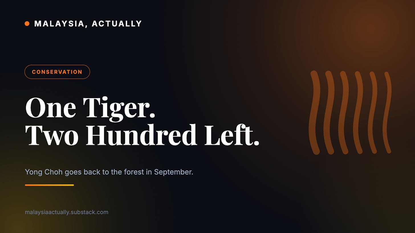 Orange title card reading One Tiger Two Hundred Left, with a tiger stripe pattern and the Malaysia, Actually masthead Orange title card reading One Tiger Two Hundred Left, with a tiger stripe pattern and the Malaysia, Actually masthead