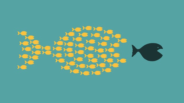 lots of little fish chasing a big fish lots of little fish chasing a big fish