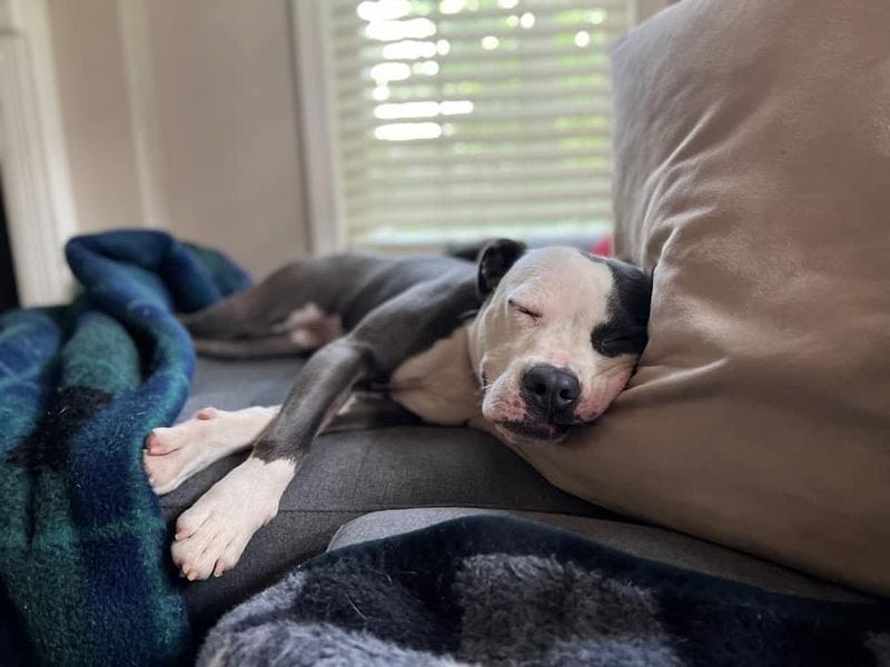 Dog sleeping on a couch