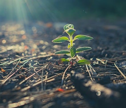 green plant on brown dried leaves