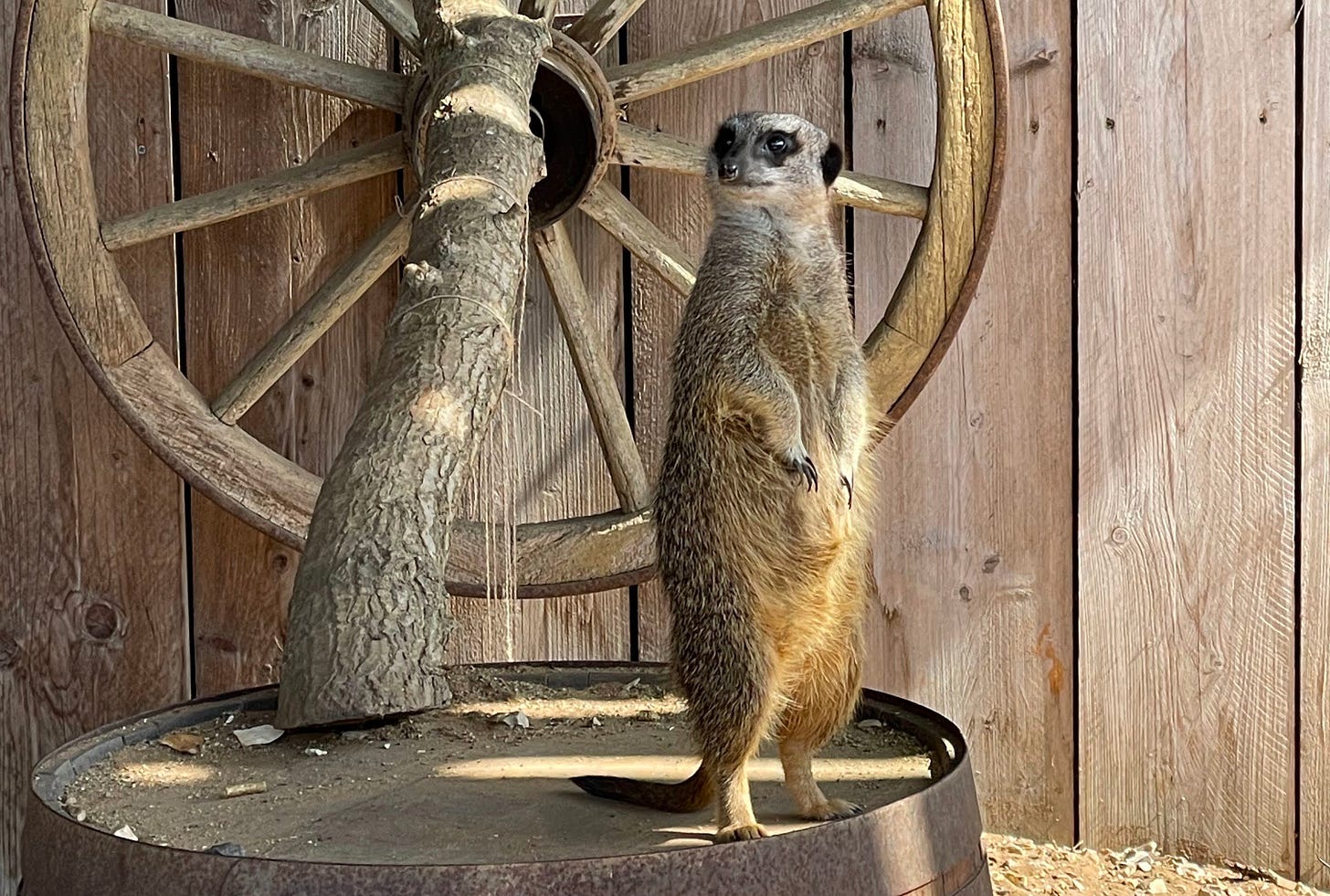 A meerkat