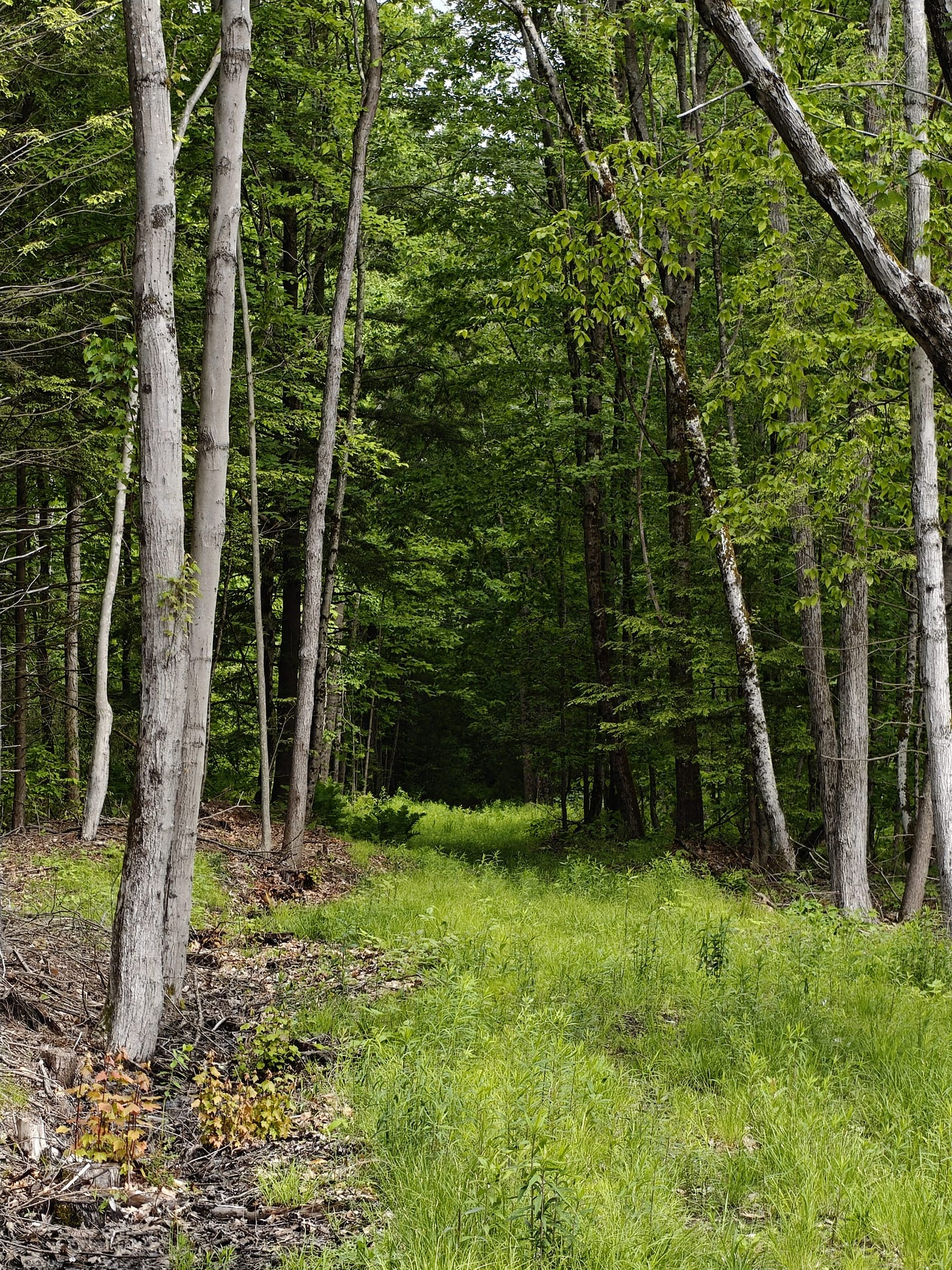 A Trek Along the Cocheco Railroad