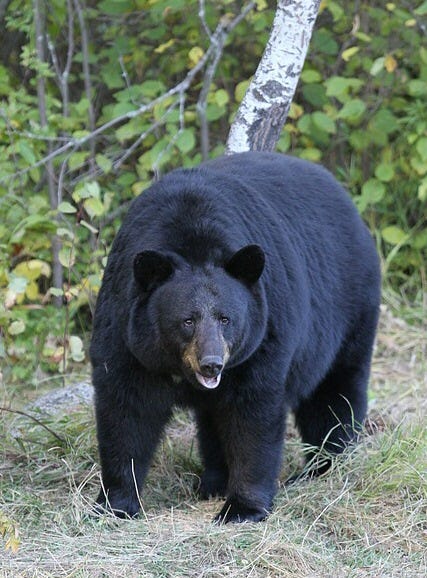 File:01 Schwarzbär.jpg