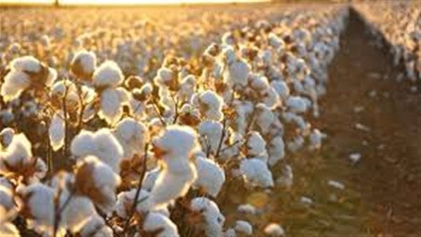أسعار القطن تقفز لأعلى مستوى منذ 2024 وسط مخاوف من شح الإمدادات وتباين التقديرات الأمريكية أسعار القطن تقفز لأعلى مستوى منذ 2024 وسط مخاوف من شح الإمدادات وتباين التقديرات الأمريكية