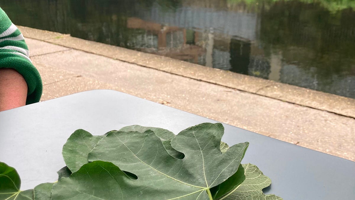 Kitchen Project #107: All about Fig Leaves - by Nicola Lamb