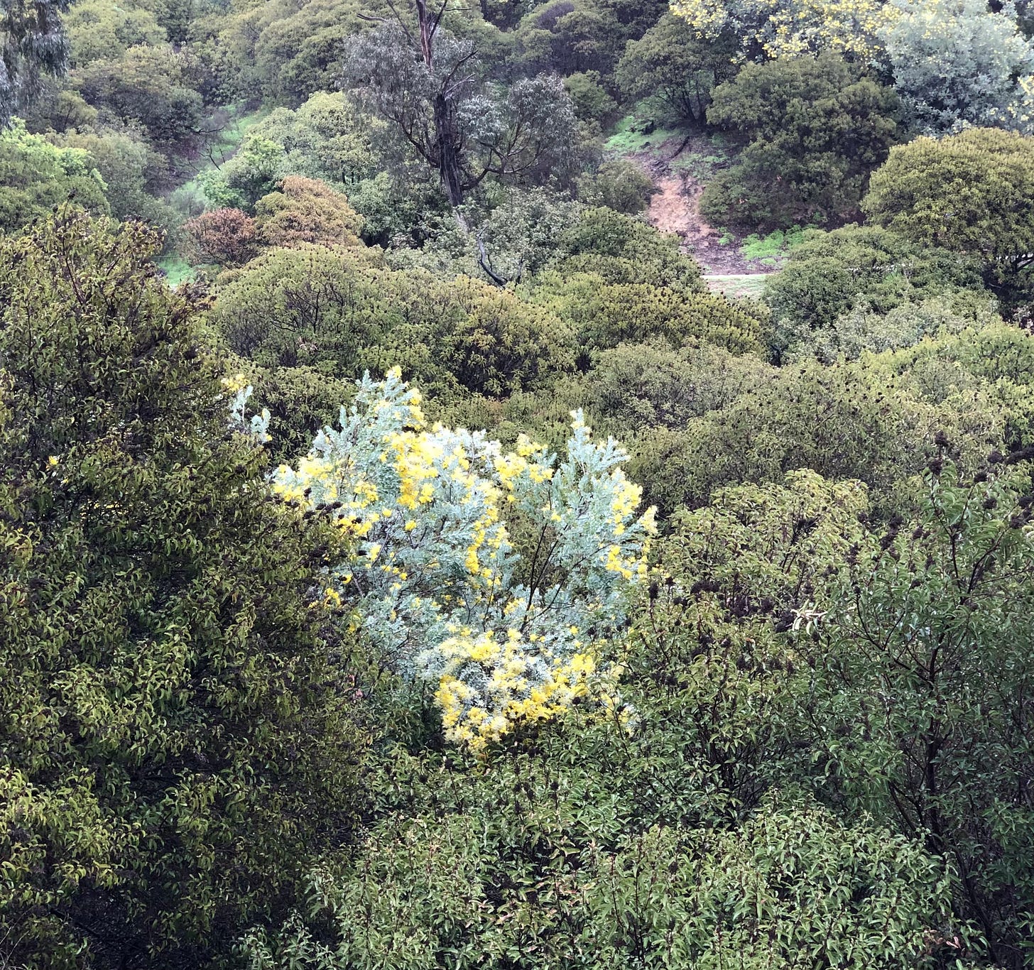 Griffith Park vegetation following atmospheric rivers in 2023