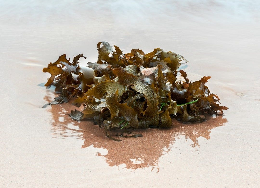 brown and white sea shells on seashore during daytime