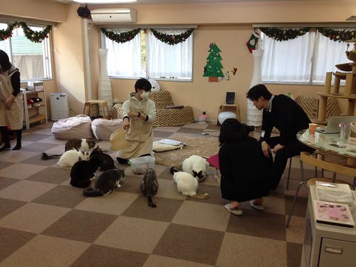 Cat Cafe Tokyo Cat Cafe Tokyo