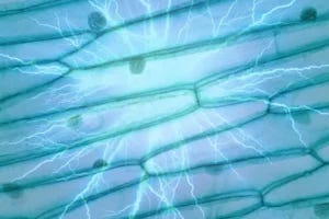 Cells bumping against one another use electricity to identify which of their neighbours has the least energy to kill them.