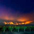 Bracing for the blaze: The wine industry prepares to battle smoke taint